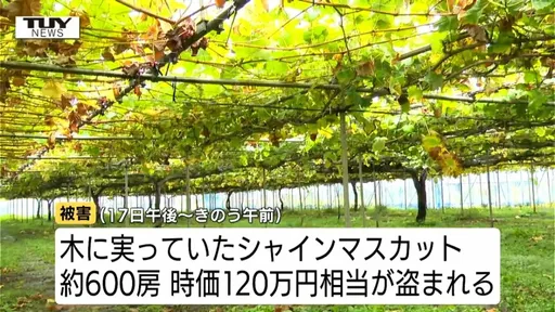 600串麝香葡萄一夕被偷光　日8旬老農難過到只吐出一句話