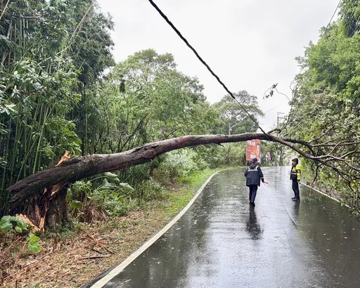 薔琵颱風來襲！龍潭路樹倒塌、楊梅工地鐵門吹翻　警方冒雨協助排除