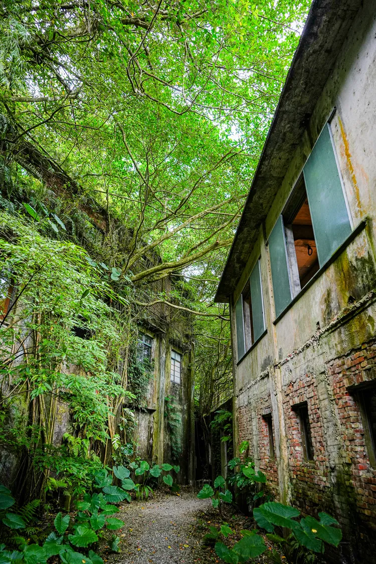廢墟與植物共生的獨特美感，讓人忍不住放慢腳步。田欣雲攝