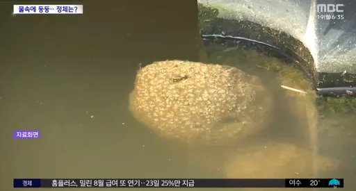水下有怪？湖中漂浮超驚人「巨大卵塊」　居民透露：魚都變少了