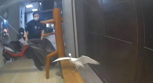 高雄鬧區驚見受傷白鷺鷥　新興警護送脫離車陣聯手動保處救援