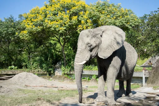 秋老虎未退！動物園端出「巨型蔬果冰磚」　大象千惠動腳動鼻享用