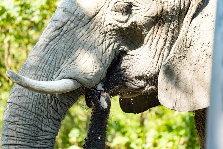 非洲象用象鼻將碎冰送入口中。台北市立動物園提供