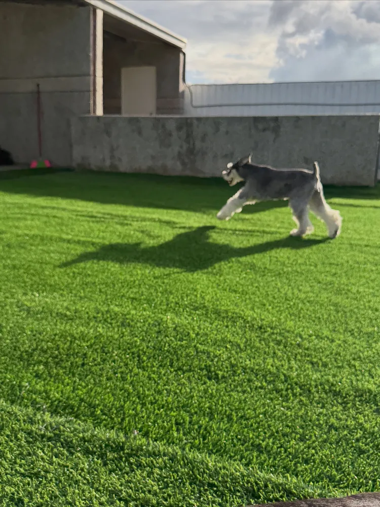潘慧如的愛犬雪寶才在草地上奔馳，不久草地就被強風吹壞。翻攝自潘慧如臉書