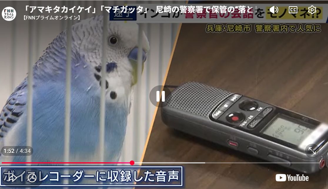 派出所收容失蹤鸚鵡 短短2天狂學「警察口頭禪」