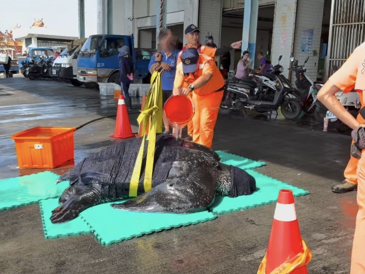 蚵子寮外海誤捕瀕危革龜!海巡吊臂協助起岸 完成評估後平安野放