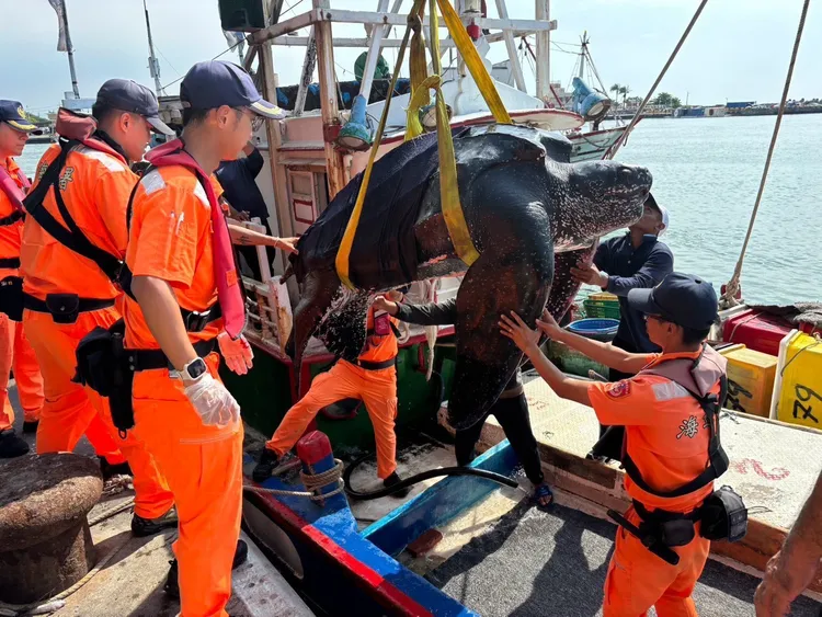 海巡人員利用魚市場吊臂協助革龜起岸。翻攝畫面