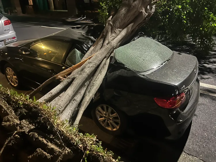 北區太原路路樹倒塌壓毀轎車。民眾提供