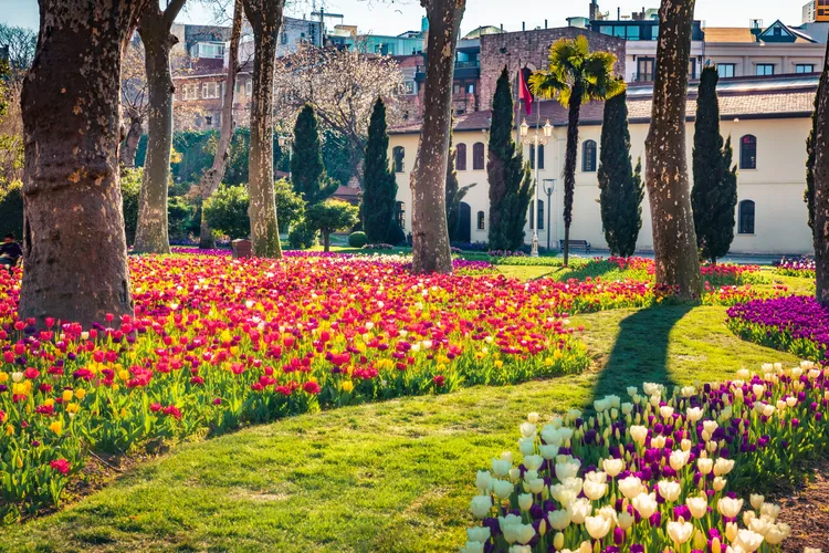 每年4月為鬱金香的花季，想看居爾哈尼公園佈滿鬱金香美景的旅客，到11/13前鎖定優惠安排2027年的旅遊。可樂旅遊提供