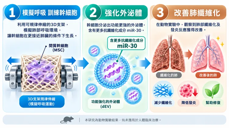 幹細胞外泌體改善肺纖維化流程。中醫大附醫提供