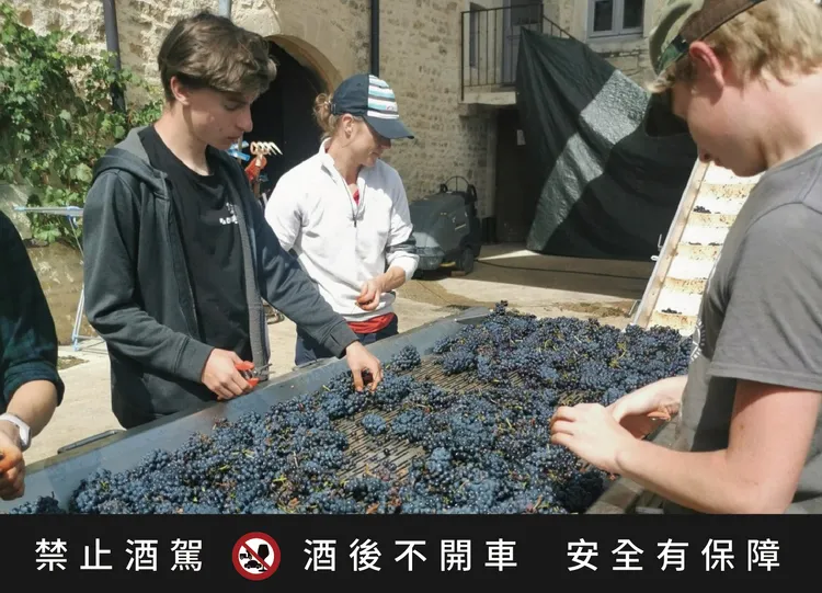 薄酒萊酒莊人員以人工篩選葡萄。業者提供