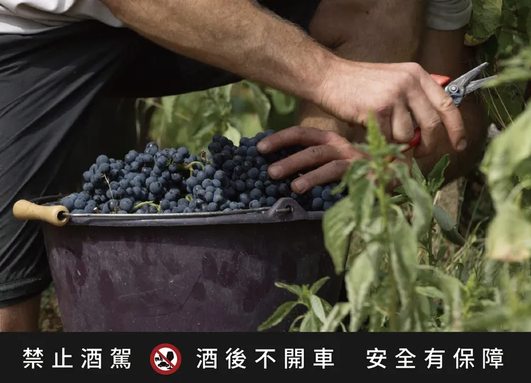 薄酒萊新酒以嘉美葡萄釀成。業者提供