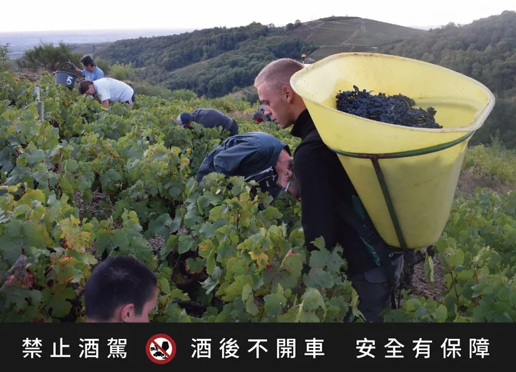 薄酒萊產區以人工採收嘉美葡萄。業者提供