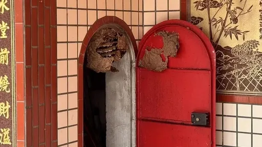 整理家族墓園誤扯虎頭蜂窩　苗栗6人遭螫傷送醫