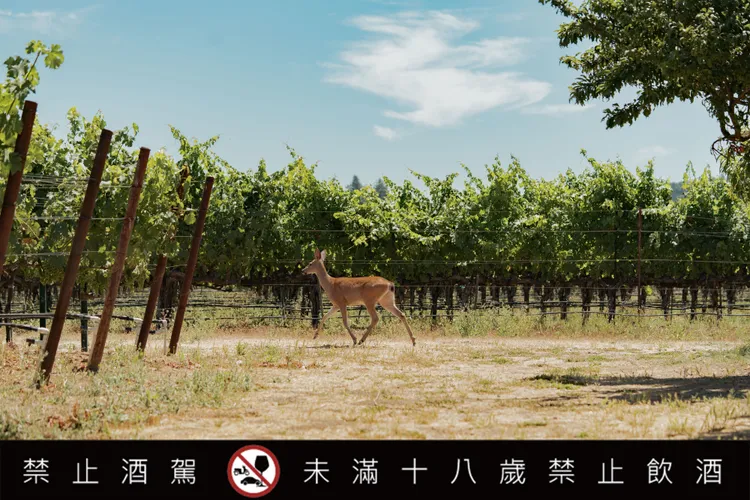 Steve Matthiasson主張好酒從健康的土地開始，讓葡萄在適合的環境中自然成熟。業者提供