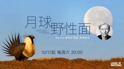 奧斯卡女神驚喜獻聲！《月球野性面》揭地球30年盟友