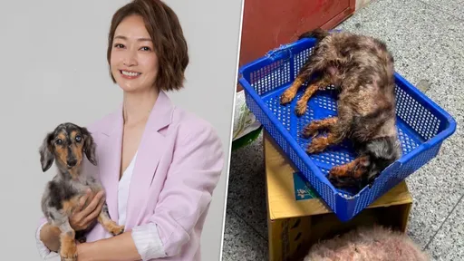 老犬遭棄瀕死！潘慧如凌晨接電話緊急救命　開刀大出血她自責許願吃素