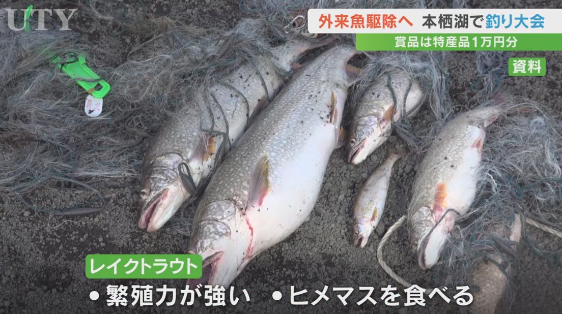 外來魚抓不完? 日本乾脆辦釣魚大賽