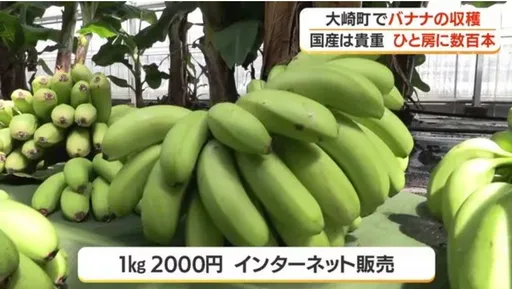 香蕉界「花咲爺爺」　1串冒出395根農夫嚇到