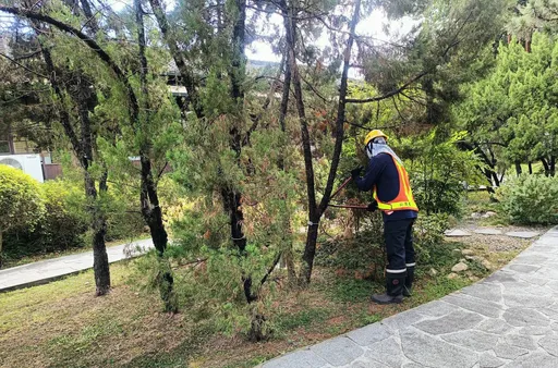「李登輝總統樹」移除又被質疑　公園處澄清：確診「樹癌」