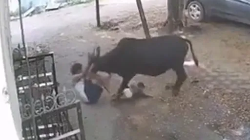 影片｜街頭狂牛偷襲祖孫　阿公護孫「肉身當靶」引開攻擊