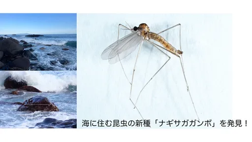 海邊發現新種「衝浪蚊子」　棲息石頭上不怕浪打