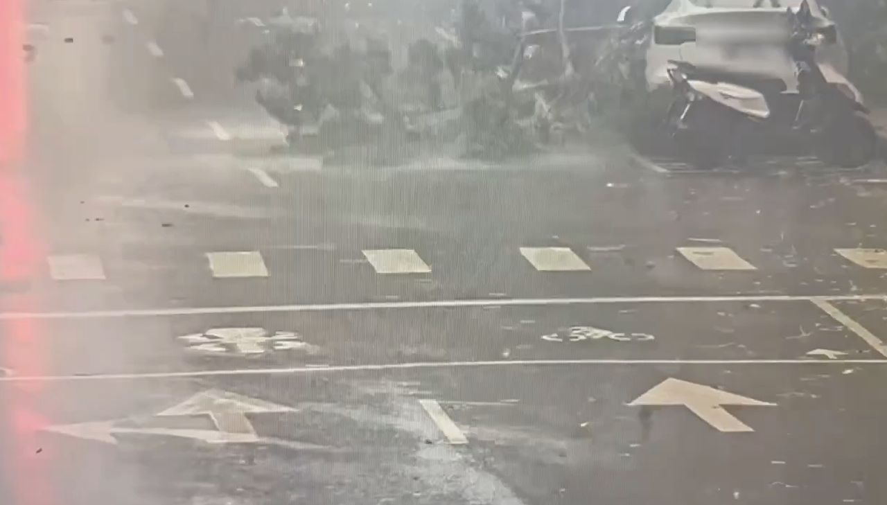 薔琵好兇!北市狂風吹倒路樹 倒塌瞬間畫面曝光