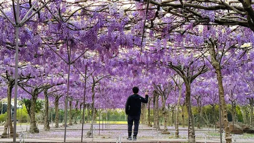淡水紫藤花園宣布關閉　25年心血畫下句點