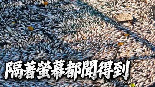 密密麻麻全都是...30噸魚屍鋪滿河道　腐臭味讓泰國居民崩潰