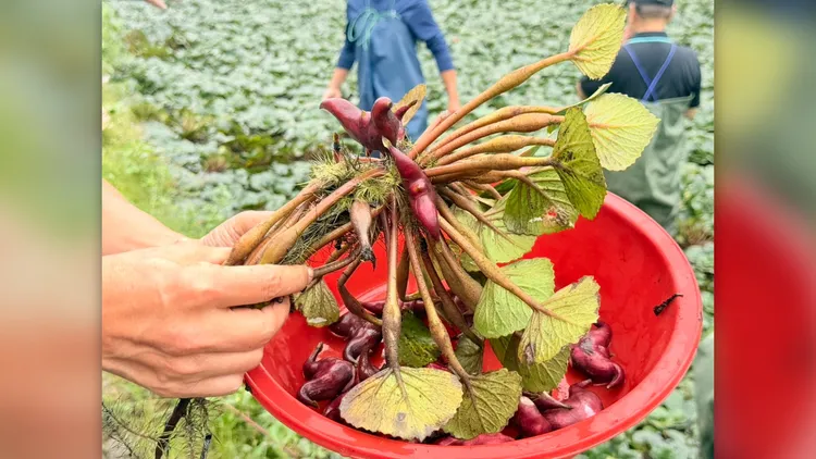 胡育建在自家旁2.5分土地規劃體驗區，種植無毒菱角。莊曜聰攝
