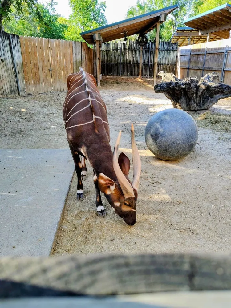 這隻名為Harris的雄性斑哥條紋羚，來台為幫助活化台北市立動物園僅存的雌性族群，並且深化台北市與休士頓的姊妹市情誼。長榮航空提供