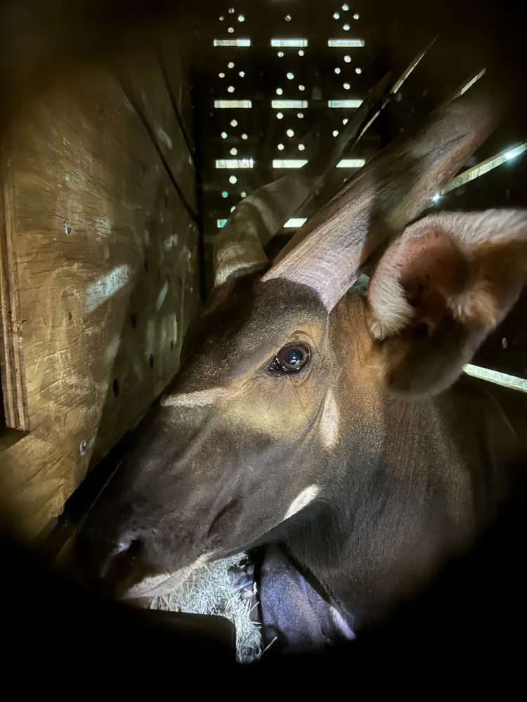 Harris在18小時的長途旅程中，全程皆有休士頓動物園專業人員跟飛。長榮航空提供
