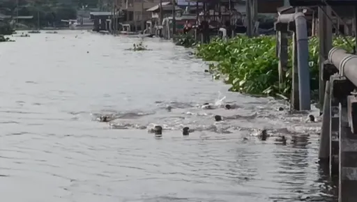 開趴了？20隻水獺河道突現身　泰國居民看傻眼